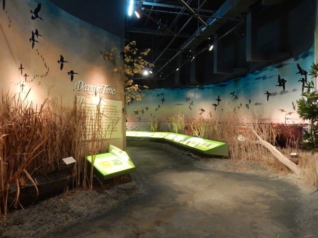 <p>Decoys in Time, Ward Museum of Wildfowl Art, Salisbury MD</p>