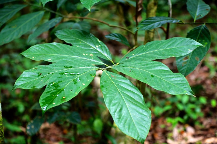<p>The little-known Amazonian plant that recently saved two lives in a single day</p>
