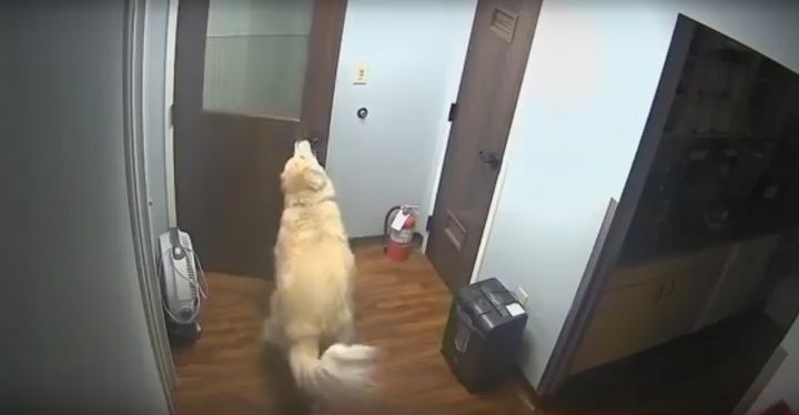 General the dog was filmed breaking out of the animal hospital with ease.