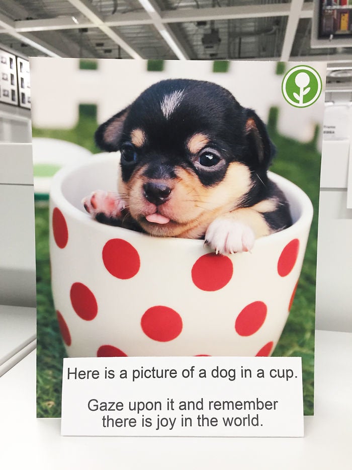 Puppies make everything better, even Ikea.