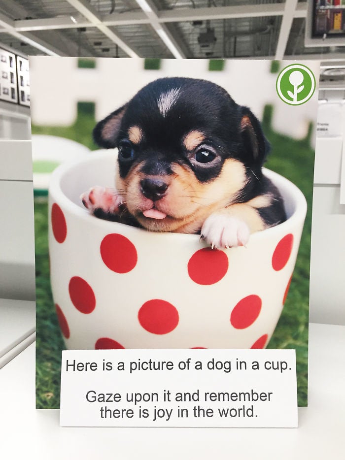 Puppies make everything better, even Ikea. 