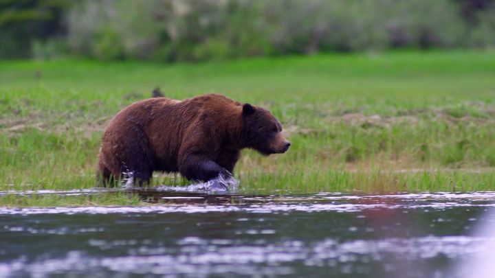 Scene from The Grizzly Truth, documentary that scrutinizes the arguments for and against grizzly hunting. 