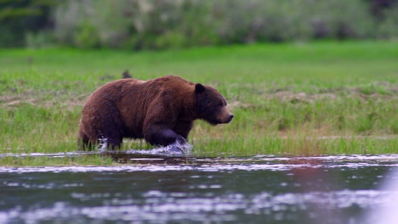 Scene from <a rel="nofollow" href="https://vimeo.com/ondemand/thegrizzlytruth/" target="_blank">The Grizzly Truth</a>, docume