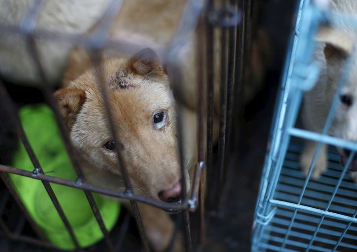 A dog which was purchased by animal right activists in order to rescue it from dog dealers in China