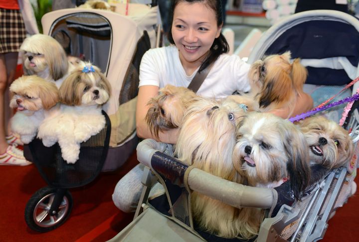 A woman poses for photos with her dogs during an annual pet show in Taipei 