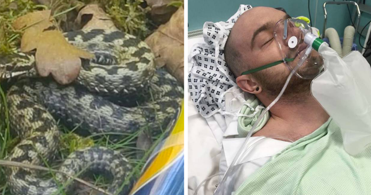 Adder Leaves London Father Fighting For Life After Biting Him On ...