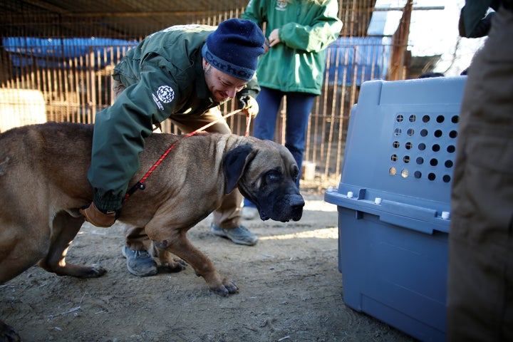 Rescue workers from Humane Society International rescue a dog at a dog meat farm in Wonju, South Korea, in January.