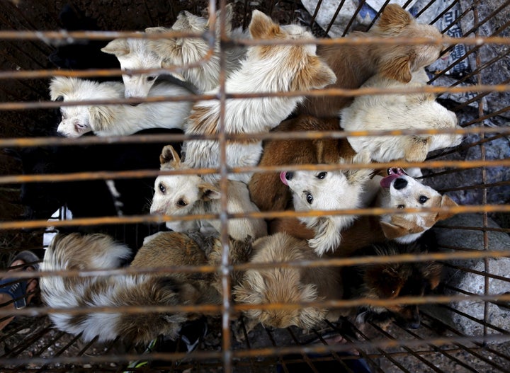 Caged dogs are seen ahead of a dog meat festival in Yulin, China, back in 2015. Some of the dogs are sold as pets, while others for their meat.