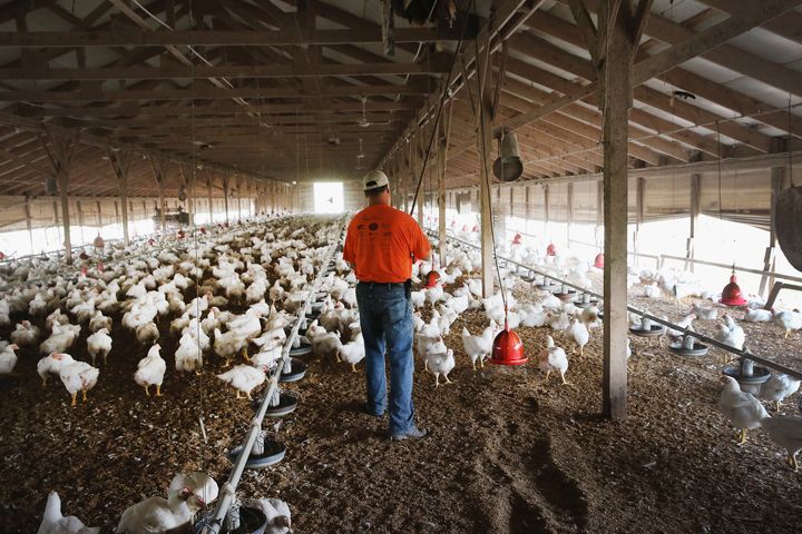 A farmer feeds chickens on his farm on August 9, 2014, near Osage, Iowa. Many chicken growers have spoken out against abusive practices in their industry in recent years.