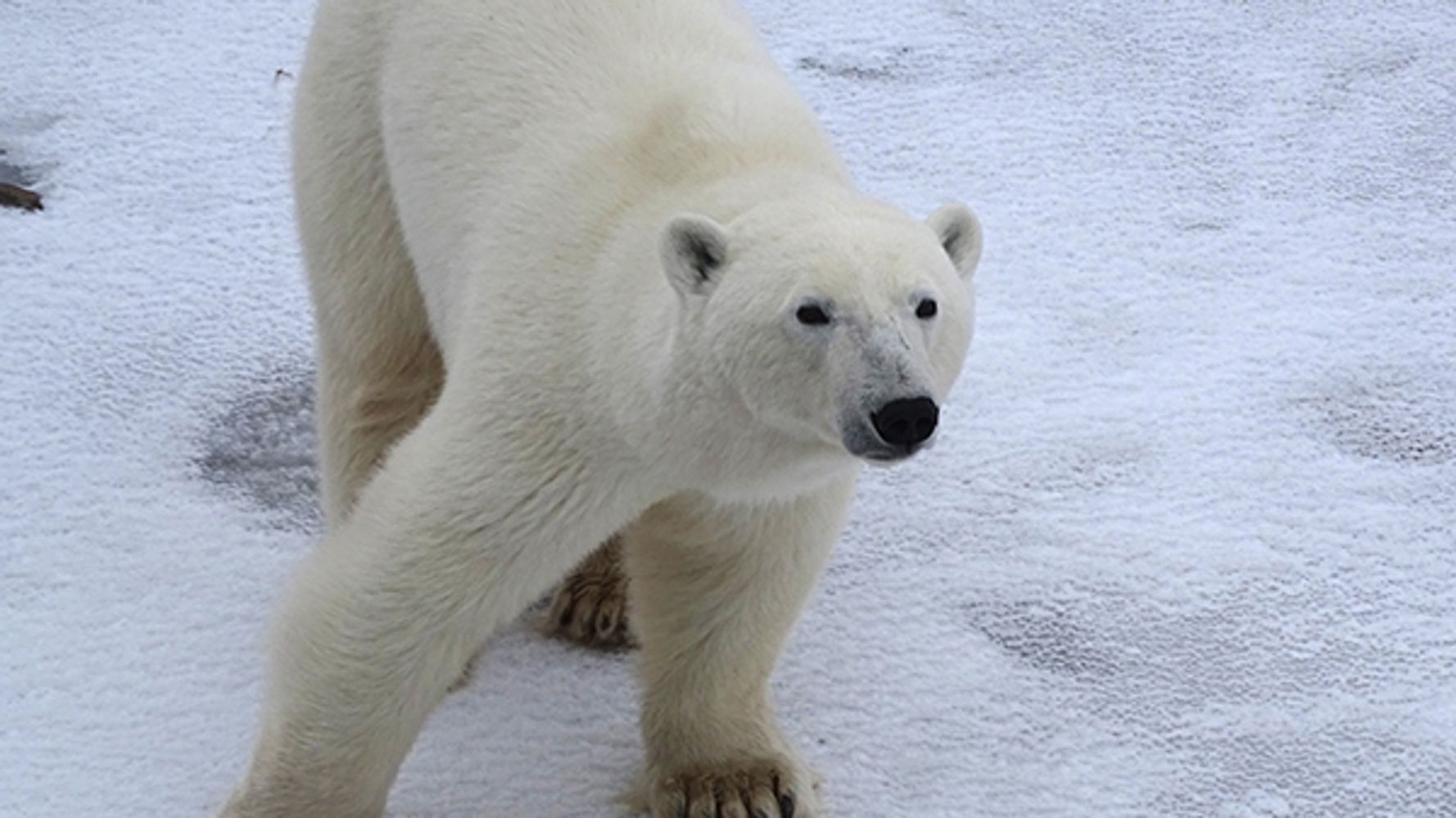 Pinch Me: Polar Bears & Northern Lights | HuffPost