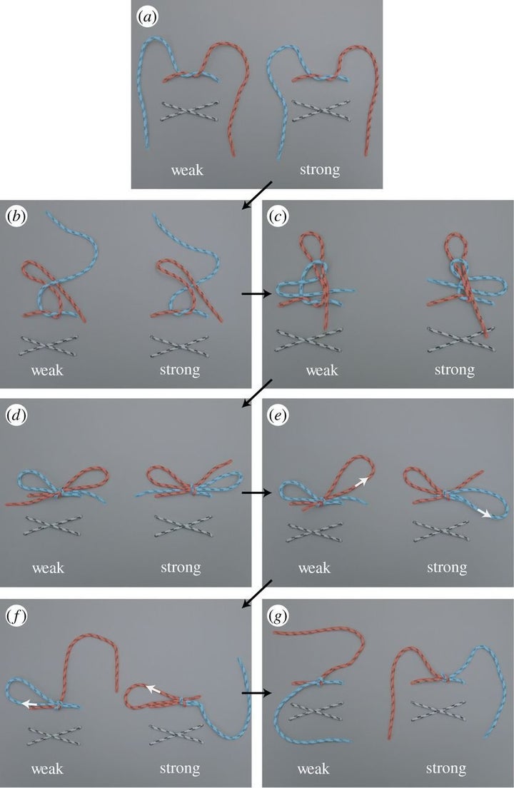 From researchers Christopher A. Daily-Diamond, Christine E. Gregg and Oliver M O'Reilly.