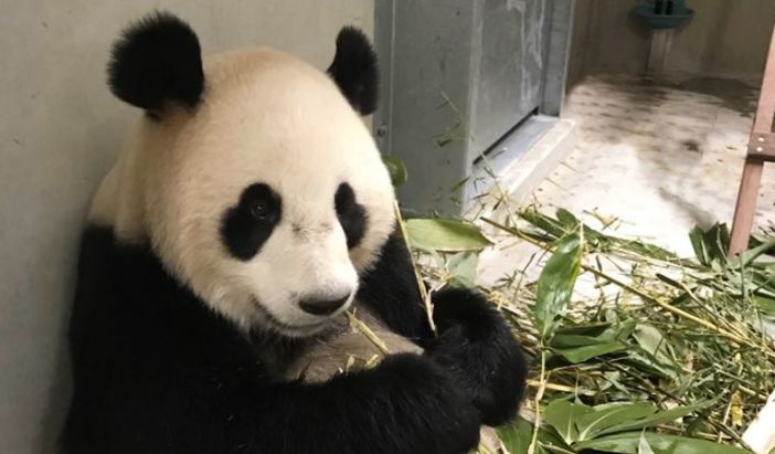 One of the two pandas in quarantine in the Netherlands.