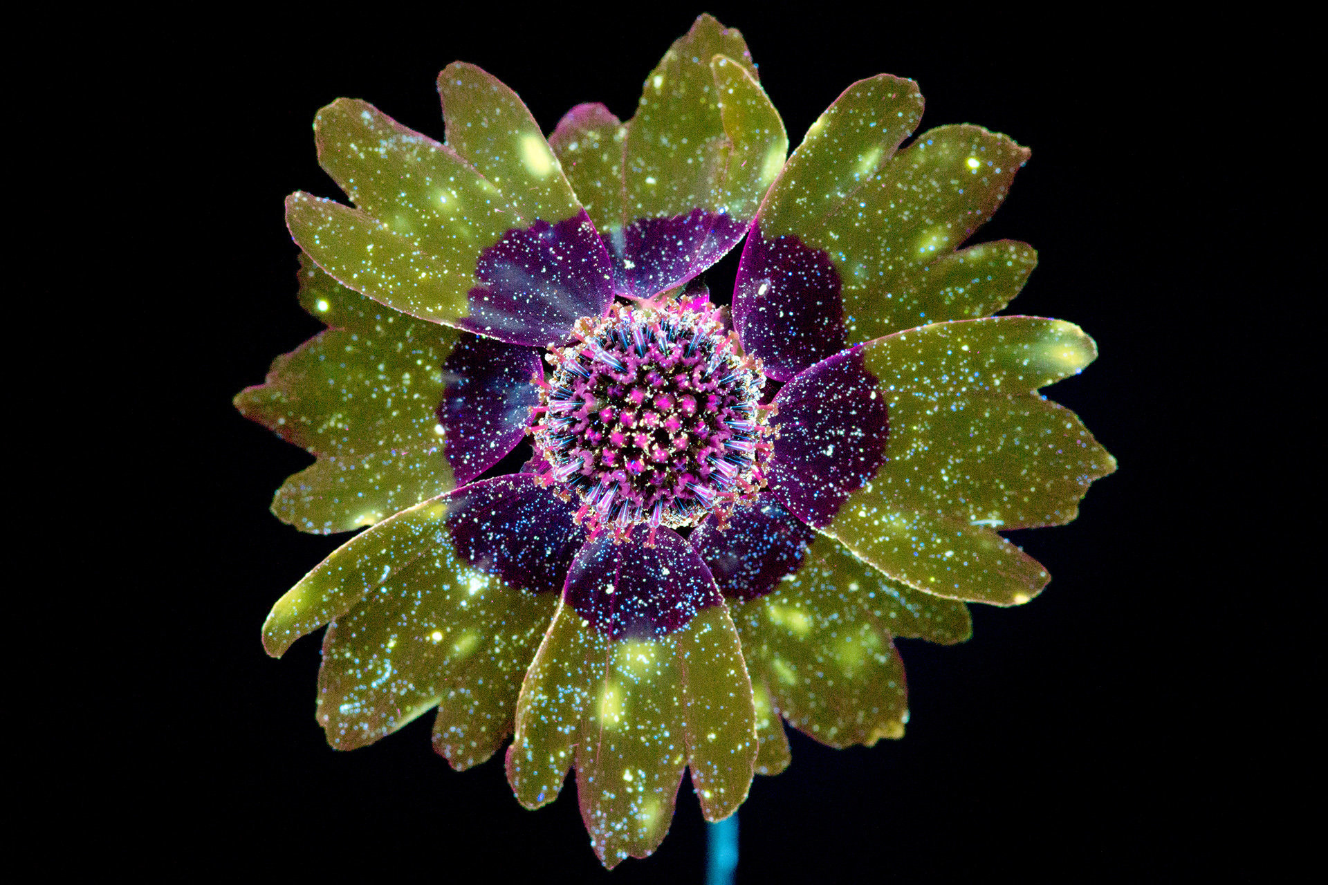 plants under uv light