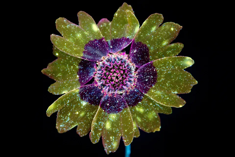 uv radiation clipart of flowers