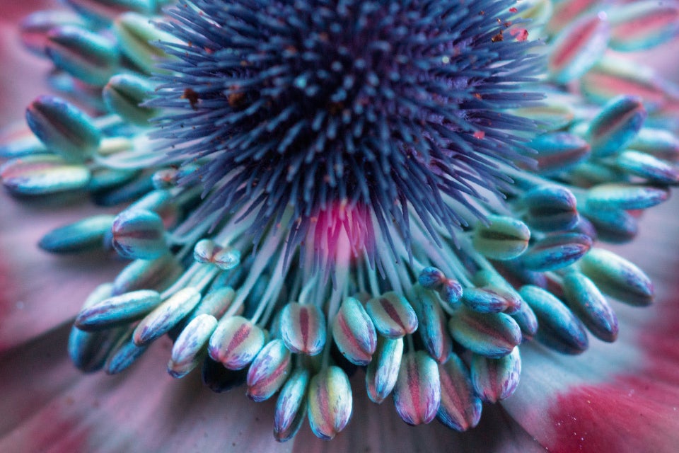 teal flower photography