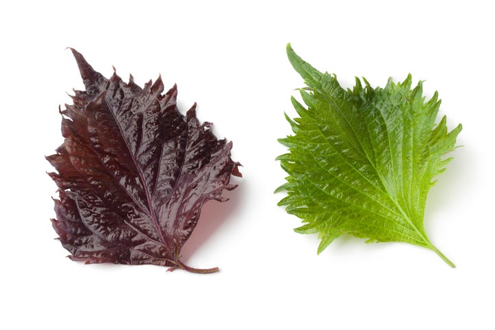 The shiso plant comes in both red and green varieties.