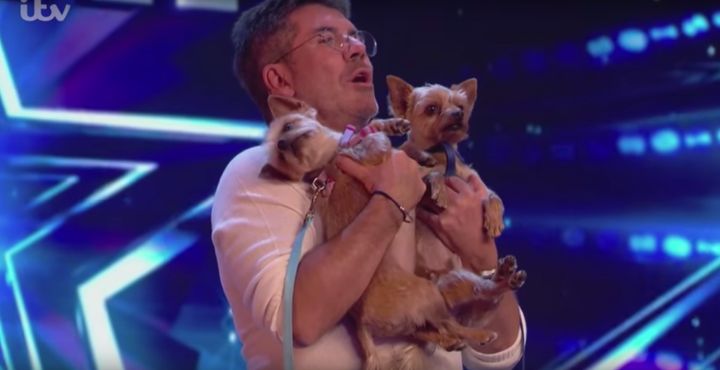 Simon Cowell's dogs weren't exactly naturals at doga