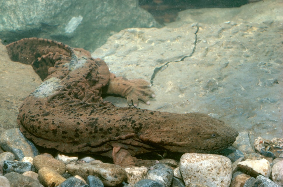 A hellbender. 