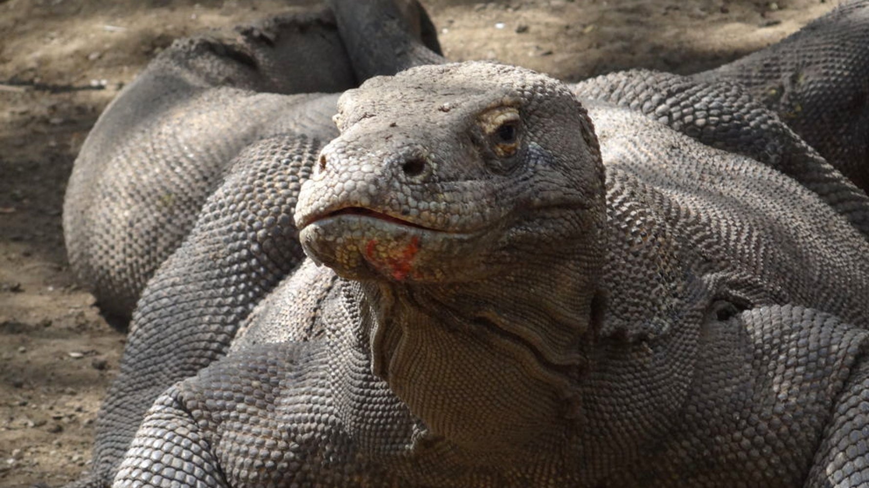 Dragon Blood May Help Wounds Heal Faster Huffpost Impact