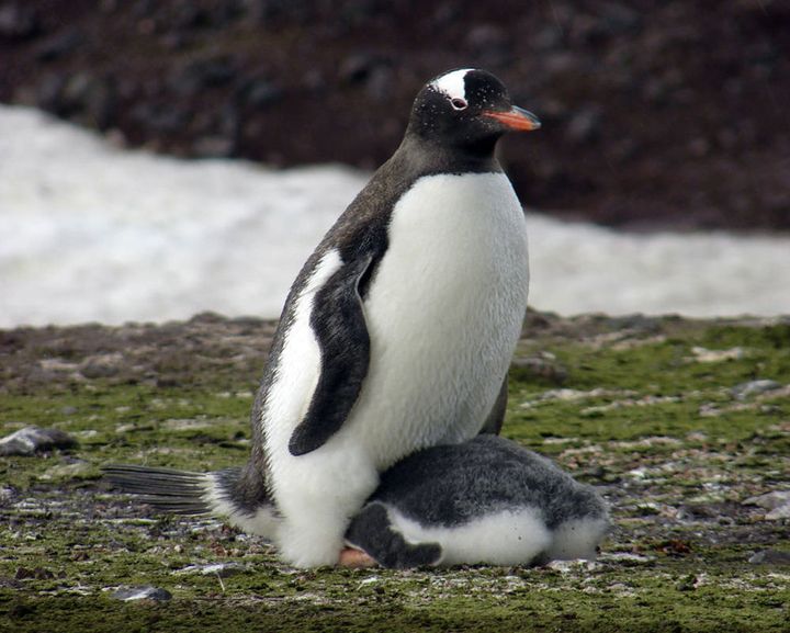 Gentoo penguin and chick in Potter Cove, King George Island.