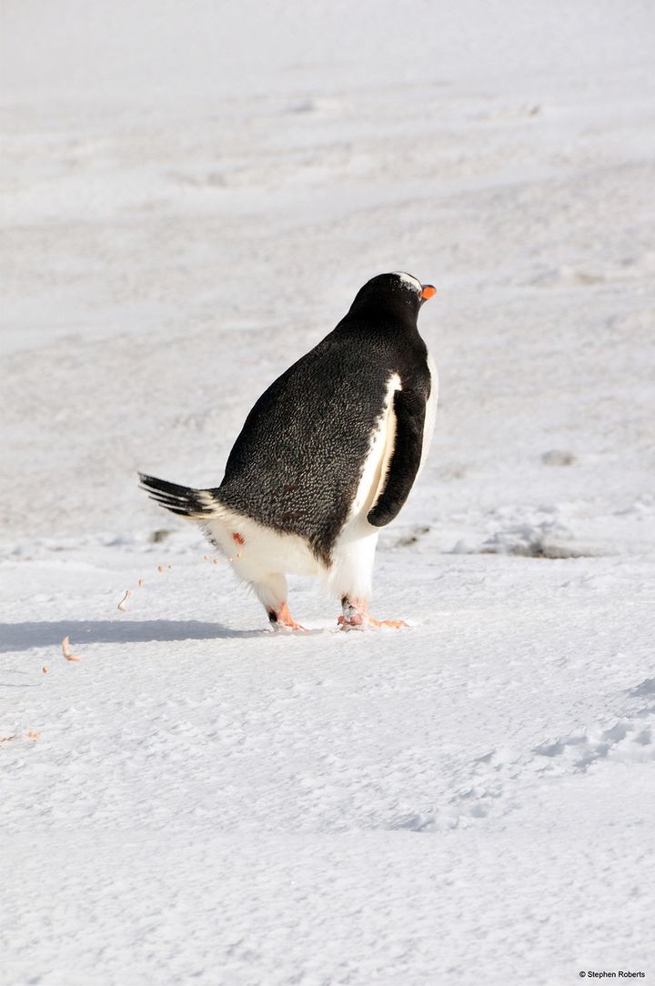 Gentoo penguins excreting guano onto the snow near in Potter Cove, King George Island. It's relevant, we swear.