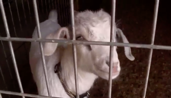 Speedy the goat is a real hero after warning his owners about a fire in their garage.