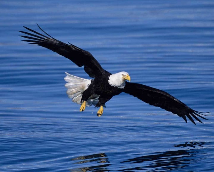 A Bald Eagle soars over water.