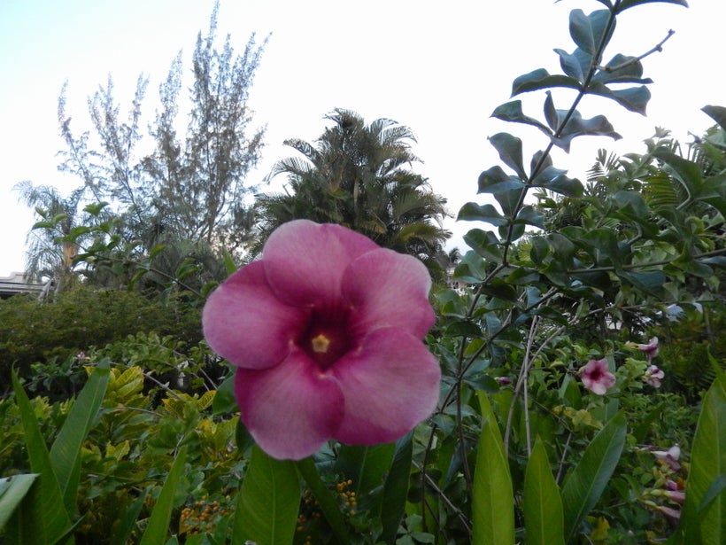 <em>Allamanda in soulful Bajan Purple growing along Cynthia O’Hara’s winding garden path on the grounds of the Coral Reef Clu