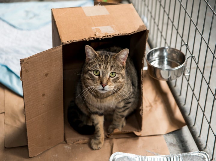 A cat from Animal Care Centers of NYC