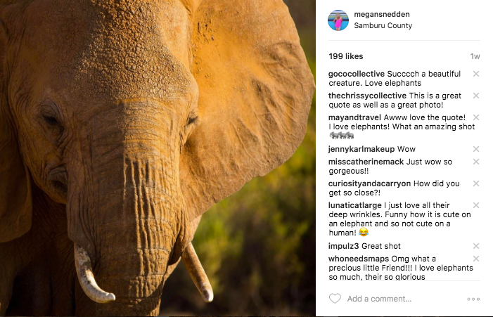 Golden hour adds a touch of beautiful color to any safari photo. This high-contrast photo was captured with a telephoto lens.