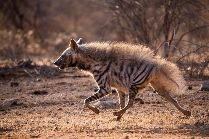 A rare striped hyena sprints across the Samburu landscape.
