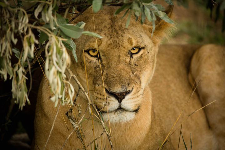 A lioness waits out the storm.