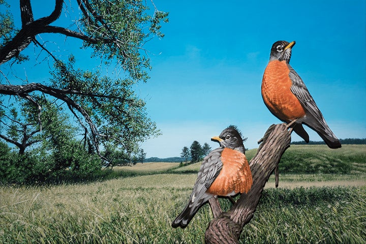 Paul Paiement - After Audobon, After Rivers - American Robin