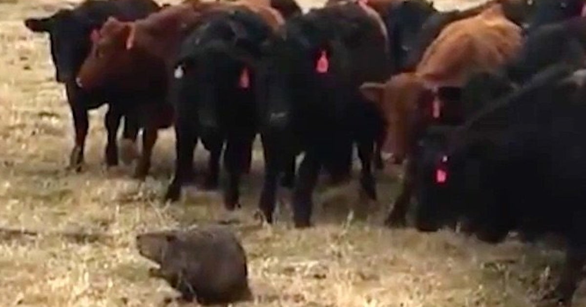 Bewildered Beaver Accidental Leader Of 150 Curious Cows(02)