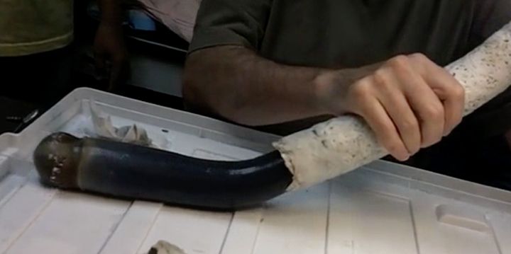 The giant shipworm is removed from its shell 