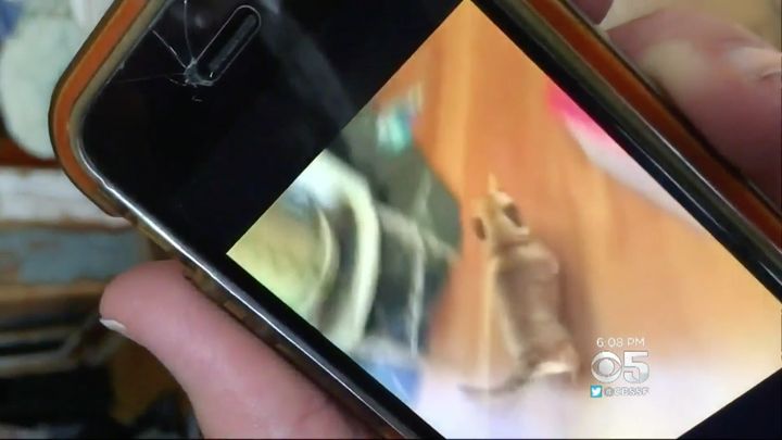 The family shows a video of their dog, who was apparently snatched by a mountain lion early Monday morning.