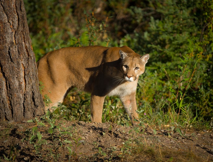 The family that lost their dog on Monday says a mountain lion -- not the one pictured here -- attacked one of their horses years earlier.