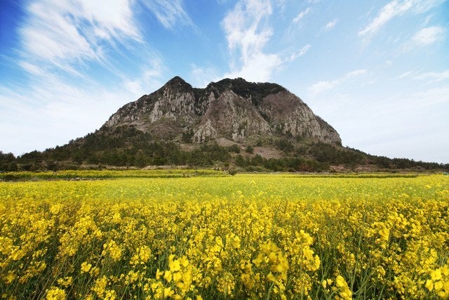 10 Gorgeous Fields of Flowers Worth Traveling to See