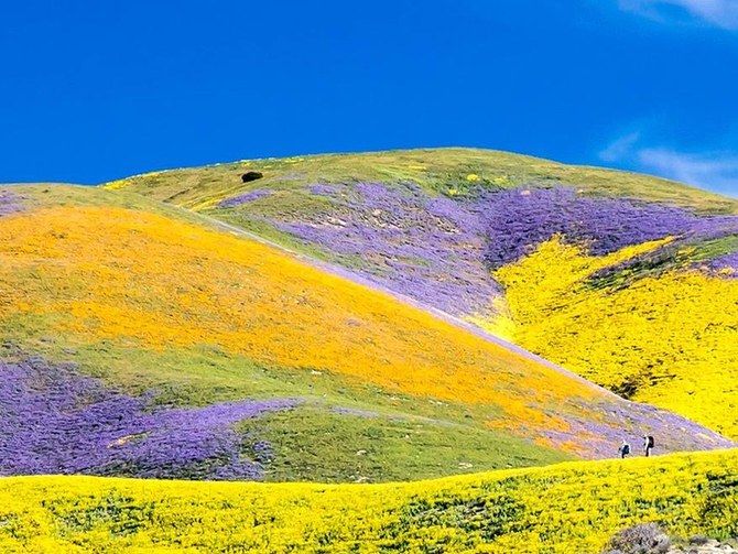 California's "Super Bloom" has traveled north of L.A. this year to the Carrizo Plain.