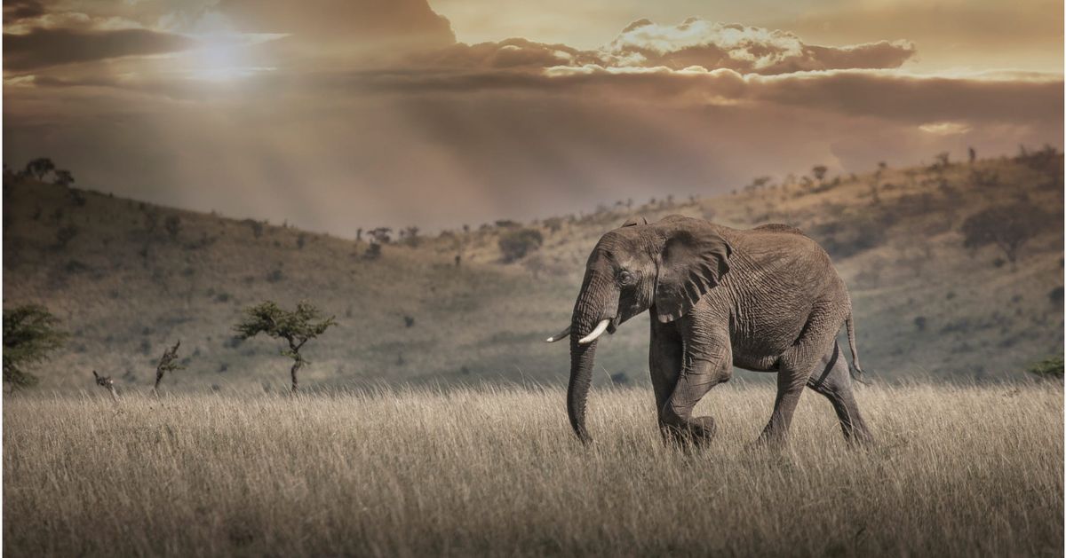 Africa’s Rapidly Declining Elephant Population: A Country-by-country 