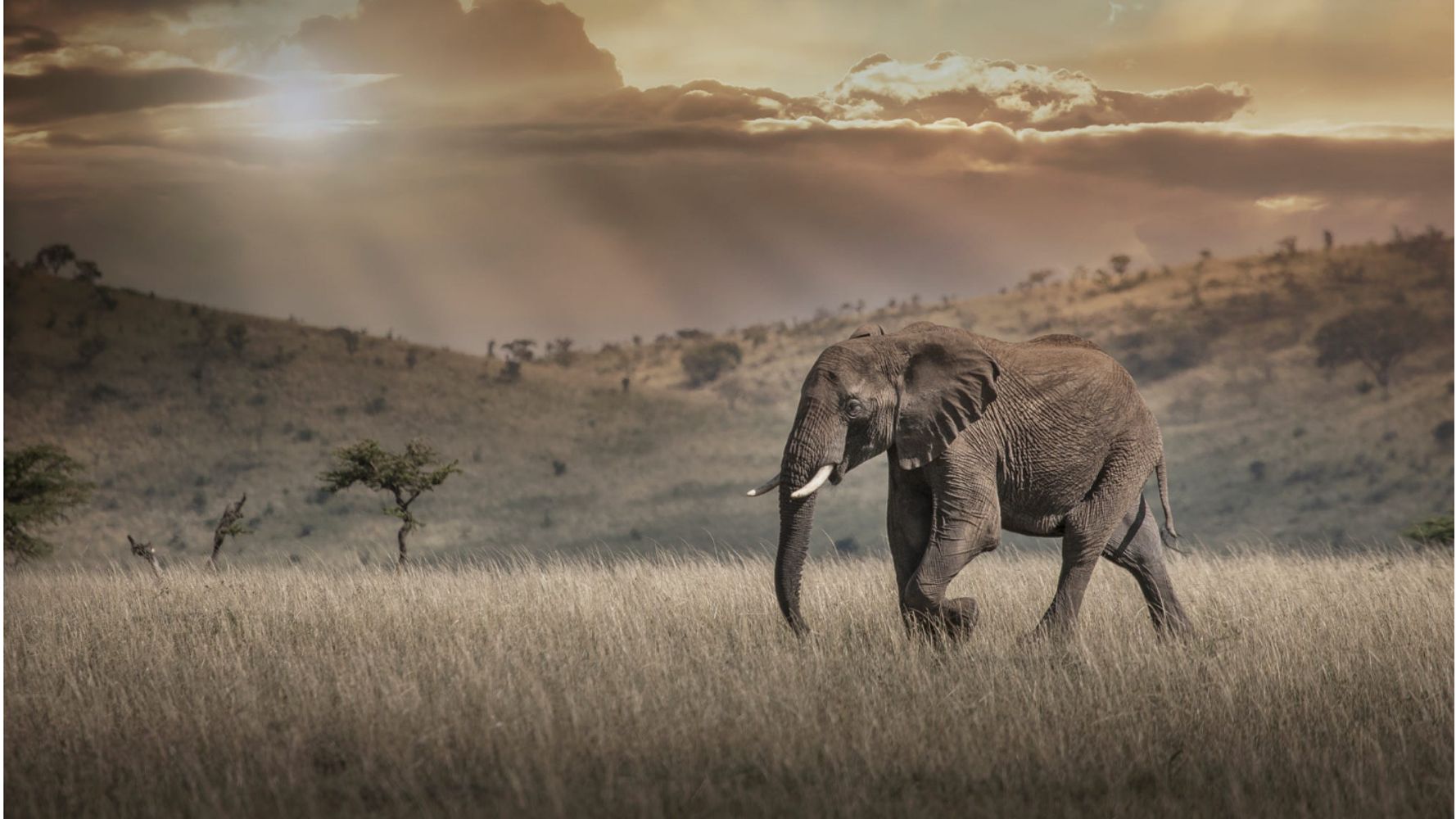 Africa’s Rapidly Declining Elephant Population: A Country-by-Country