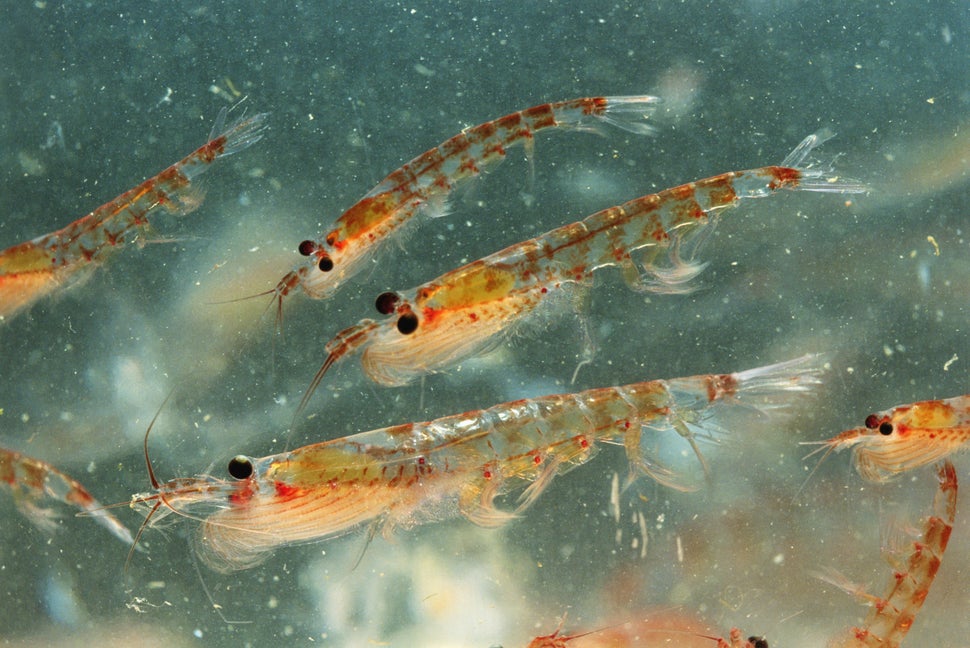 Blue whales feed almost exclusively on tiny crustaceans called krill.