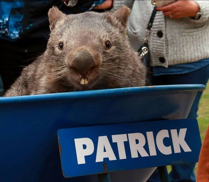 Patrick enjoyed getting wheelbarrow rides around Ballarat Wildlife Park in Victoria, Australia.