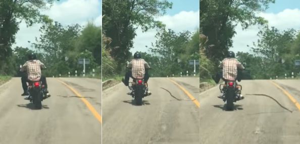 Video captured a motorcyclist nearly picking up a slithering hitchhiker.