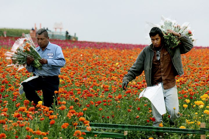 Farm workers in Carlsbad, California on April 24, 2013.