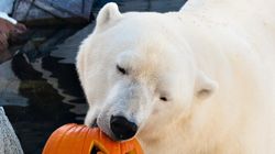 Beloved SeaWorld Polar Bear Dies Weeks After Companion Is Moved To Zoo