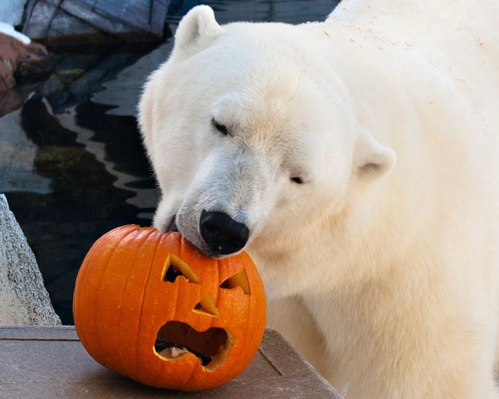SeaWorld polar bear Szenja has died, weeks after her companion was moved to another zoo