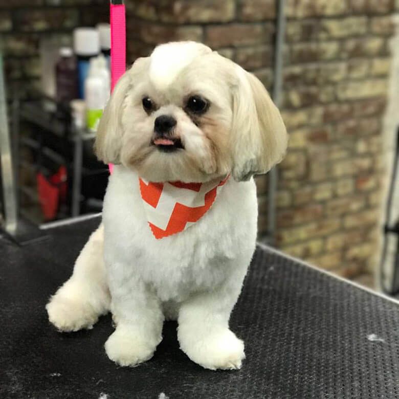best dog groomers nyc