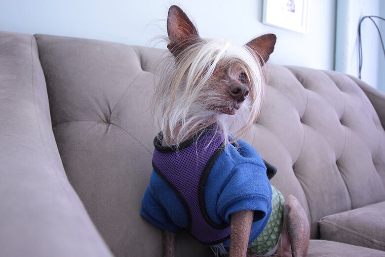 The 10 Best Dog Groomers in Manhattan for 2017 HuffPost