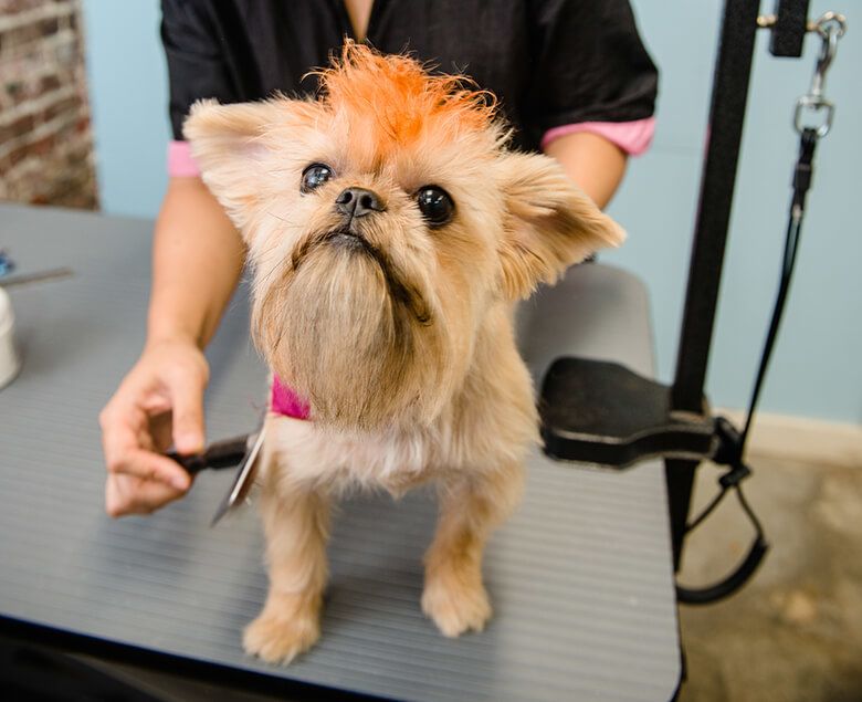 The 10 Best Dog Groomers in Manhattan for 2017 HuffPost